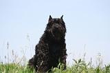BOUVIER DES FLANDRES 449